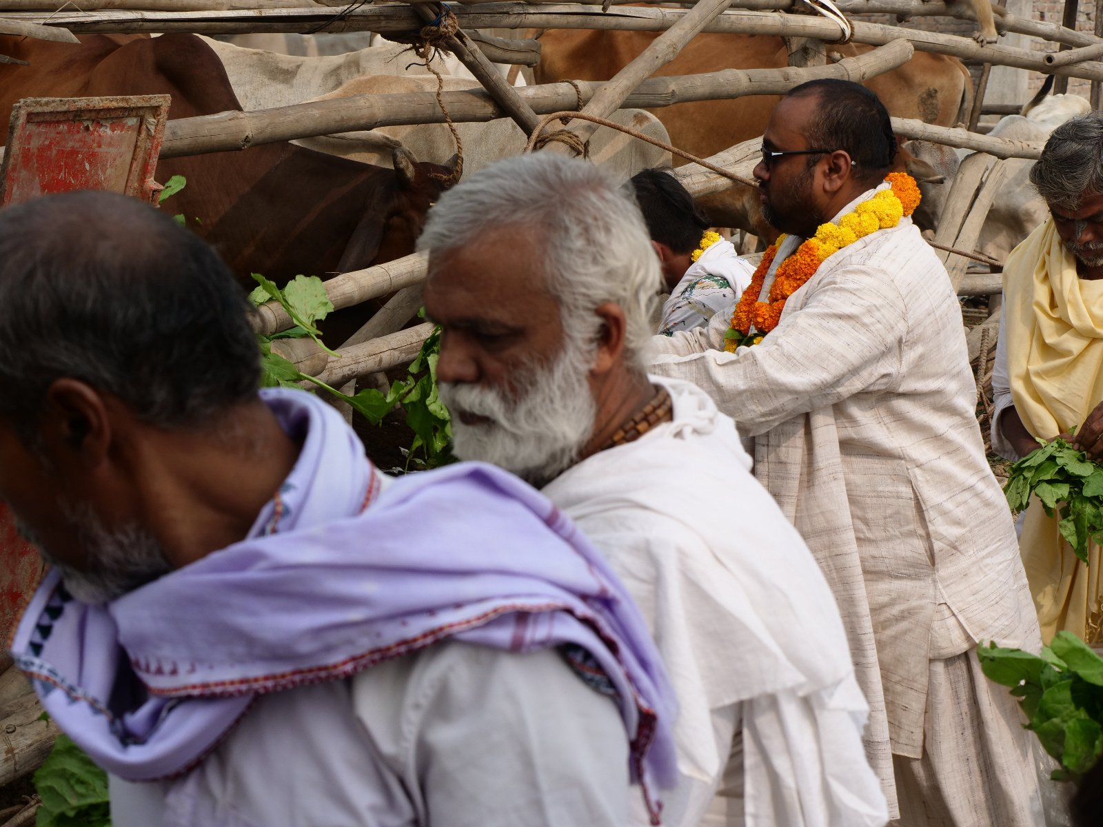  190 Gopashtami Radha kunda Govardhan 19.11.04
